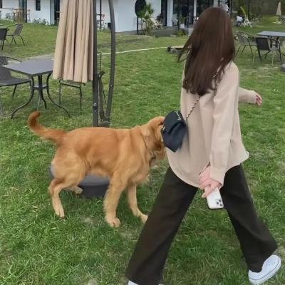 吸血鬼马上死第二季